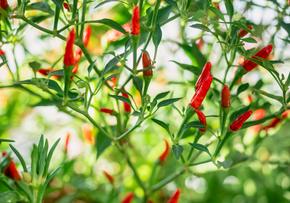 The Journey of a Chilli: From Farm to Your Kitchen